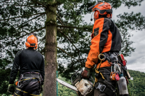 Job Dating métiers de l'élagage - ELAGUEUR - Béziers